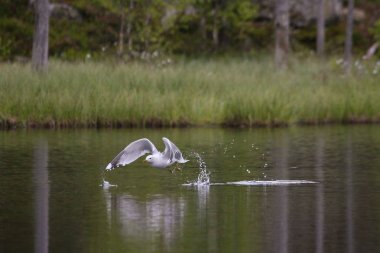 Daha az kara sırtlı martı (Larus fuscus), arka planda yeşil çimenler ve ağaçlarla gölden havalanır..