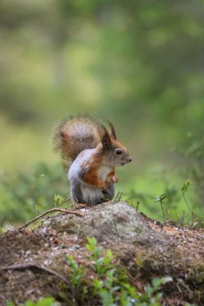 Красная белка (Sciurus vulgaris), также называемая евразийской красной sguirrel, сидящей в зеленом лесу . — стоковое фото