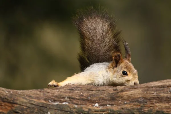 Egy vörös mókus (Sciurus vulgaris), más néven eurázsiai vörös sguirrel ül ágon egy zöld erdőben. — Stock Fotó