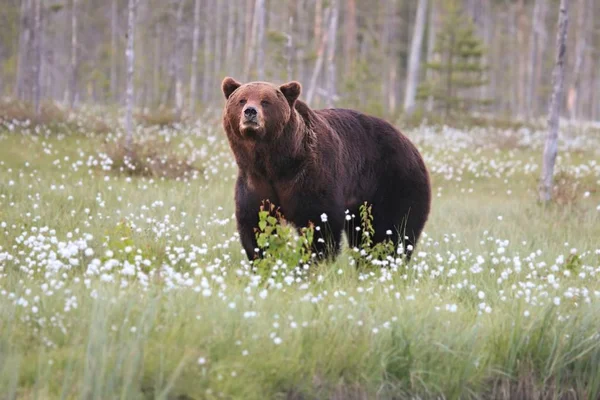 Medvěd hnědý (Ursus arctos) samec kráčející v zelené trávě a sledující samici. — Stock fotografie