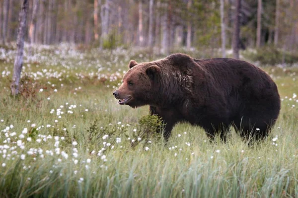 O urso marrom (Ursus arctos) macho andando na grama verde e rastreando uma fêmea . — Fotografia de Stock