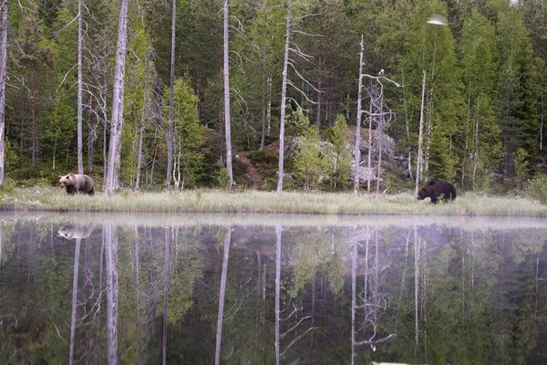 O par de ursos pardos (Ursus arctos) caminhando na grama verde ao redor do lago . — Fotografia de Stock