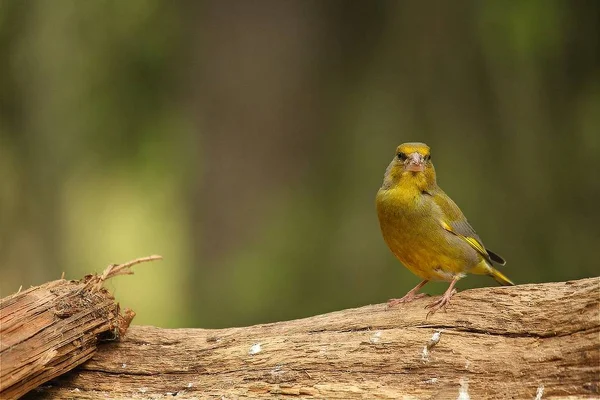 A European greenfinch (Chloris chloris) sitting on the branch in green forest. — Stock Photo, Image