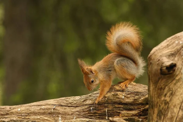 Egy vörös mókus (Sciurus vulgaris), más néven eurázsiai vörös sguirrel ül egy zöld erdőben. — Stock Fotó