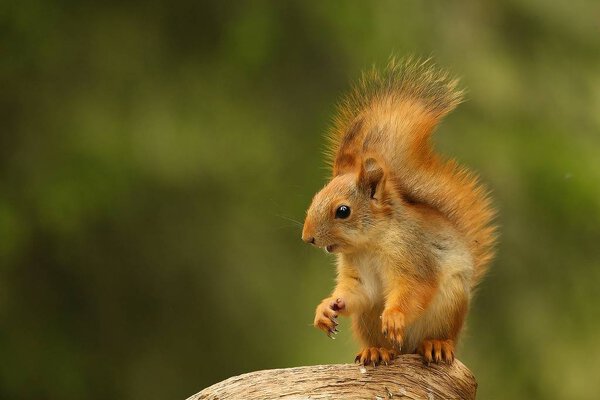 A red squirrel (Sciurus vulgaris) also called Eurasian red sguirrel sitting in  a green forest.