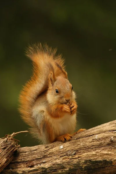 Ein rotes Eichhörnchen (sciurus vulgaris) auch eurasisches rotes Sichelhörnchen genannt, das in einem grünen Wald sitzt. — Stockfoto