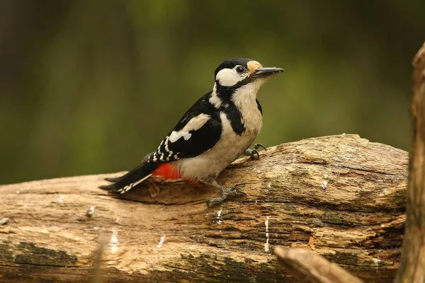 Velký skvrnitý datel (Dendrocopos major) na větvi v zeleném lese. — Stock fotografie