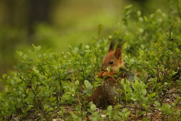 Червона білка (Sciurus vulgaris) також називається євразійською червоною сгіреллою, що сидить у зеленому лісі.. — стокове фото