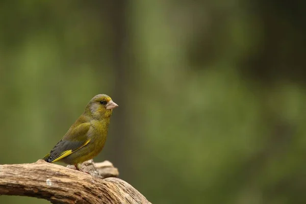 A European greenfinch (Chloris chloris) sitting on the branch in green forest. — Stock Photo, Image