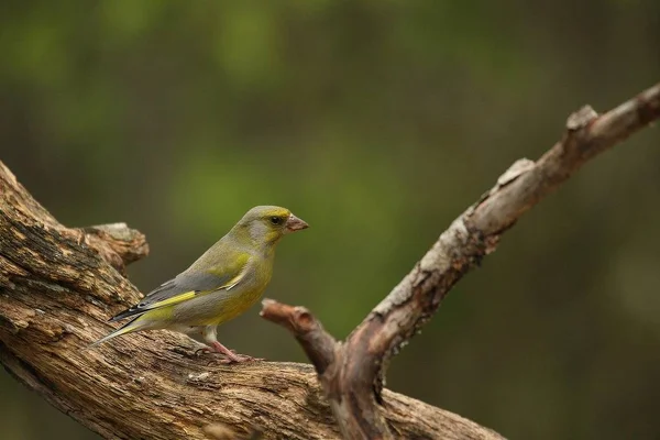 Um verdinho europeu (Chloris chloris) sentado no ramo na floresta verde . — Fotografia de Stock