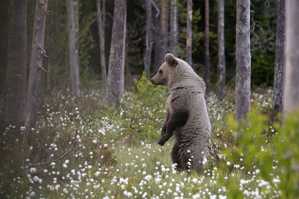 El joven oso pardo bebé (Ursus arctos) que permanece en dos patas en la hierba verde . —  Fotos de Stock