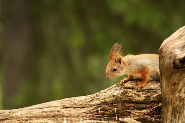 A red squirrel (Sciurus vulgaris) also called Eurasian red sguirrel sitting and feeding in branch in a green forest. — ストック写真