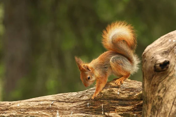Um esquilo vermelho (Sciurus vulgaris) também chamado Sguirrel vermelho eurasiano sentado e alimentando-se em galhos em uma floresta verde . — Fotografia de Stock