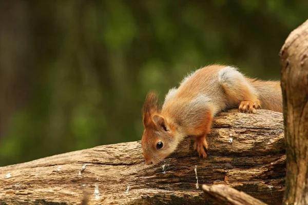 A red squirrel (Sciurus vulgaris) also called Eurasian red sguirrel sitting and feeding in branch in a green forest. — ストック写真