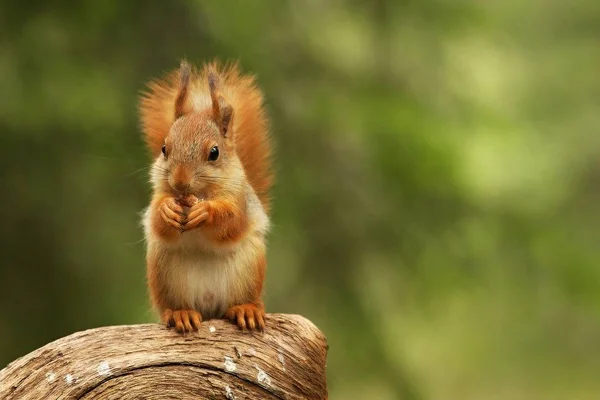 Egy vörös mókus (Sciurus vulgaris), más néven eurázsiai vörös sguirrel ül és táplálkozik egy zöld erdőben.. — Stock Fotó