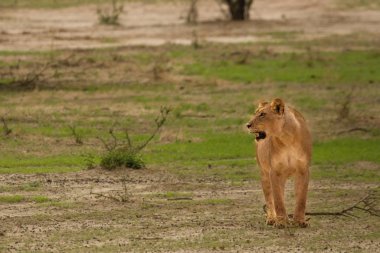 Dişi aslan (Panthera leo) Kalahari Çölü 'nde doğrudan kameraya gidiyor ve gururunu arıyor. Avdan önce mola. 