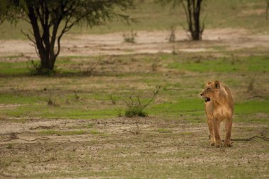 Dişi aslan (Panthera leo) Kalahari Çölü 'nde doğrudan kameraya gidiyor ve gururunu arıyor..
