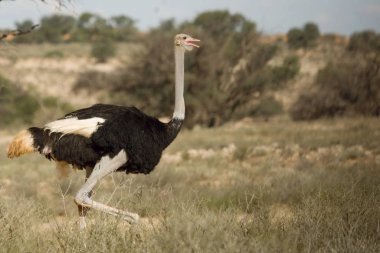 Devekuşu ya da devekuşu (Struth io camelus) yeşil arka planla çölde yürür..