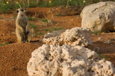 Meerkat (Suricata suricatta) Timon Kalahari çölünde kırmızı kumun üzerinde, yuvaya yakın duruyor.