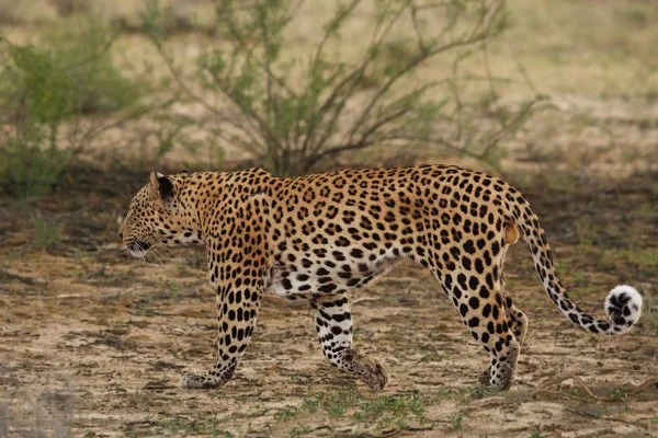 Il leopardo africano (Panthera pardus pardus) che cammina nella sabbia secca nel deserto del Kalahari . — Foto Stock