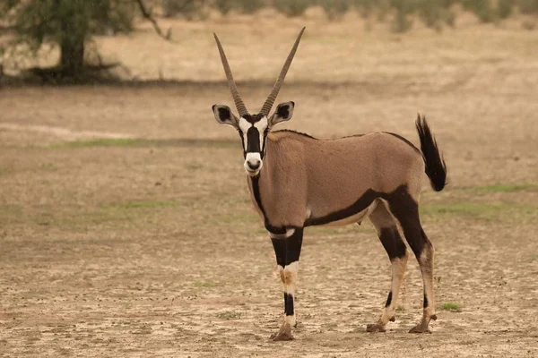 Το gemsbok ή gemsbuck (Oryx gazella) στέκεται στην άμμο. — Φωτογραφία Αρχείου