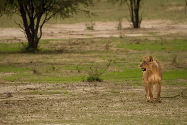 Lioness (Panthera leo) πηγαίνει κατευθείαν στην κάμερα στην έρημο Καλαχάρι και ψάχνει την περηφάνια της. — Φωτογραφία Αρχείου