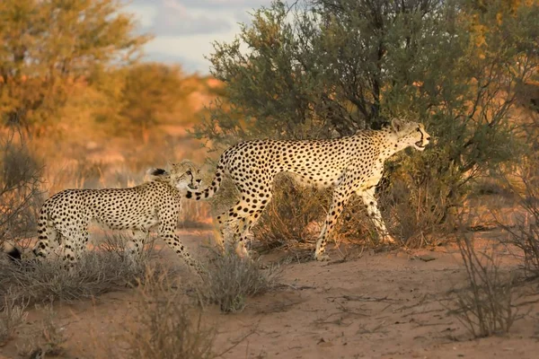 The cheetah (Acinonyx jubatus) feline with her cub walking across the sand.