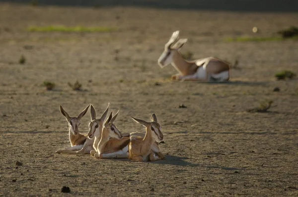 Couple of springboks babies (Antidorcas marsupialis) in Kalahari desert. — ストック写真