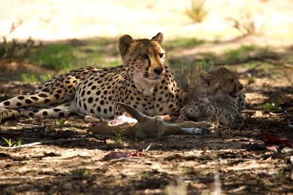 Cheetah (Acinonyx jubatus) familia, madre con lindo bebé después de la caza comer springbok en la sombra bajo el árbol . —  Fotos de Stock