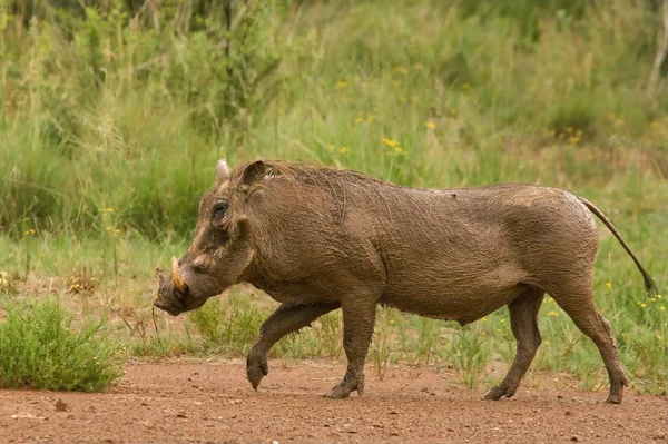 Pumba, den vilda vårtsvin (Phacochoerus africanus eller vanlig vårtsvin) promenader i savanna. — Stockfoto