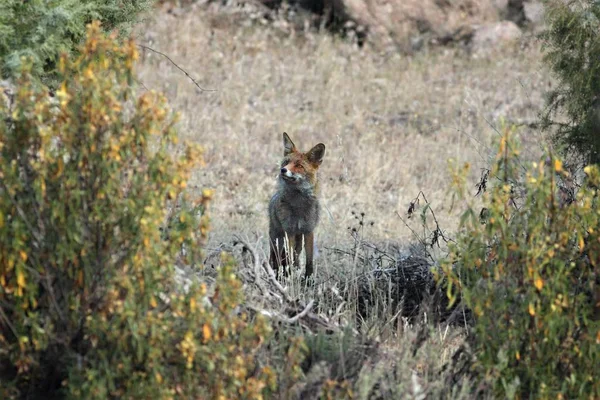 Le Renard roux (Vulpes vulpes) restant dans les prairies et regardant autour de lui . — Photo