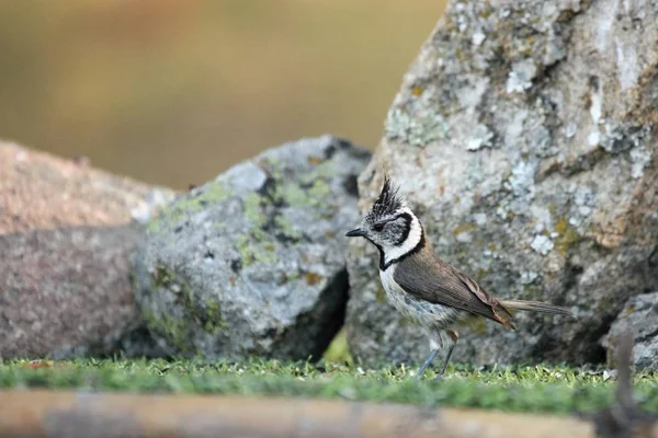 The European crested tit, or simply crested tit (Lophophanes cristatus) (formerly Parus cristatus) sitting on the green grass. — Stock Photo, Image