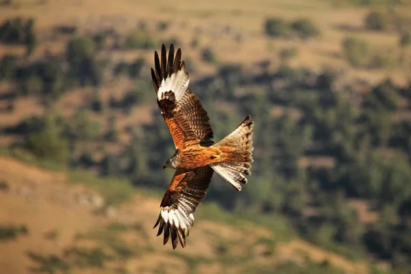 The golden eagle (Aquila chrysaetos) flying ower the rocks. — Stock fotografie