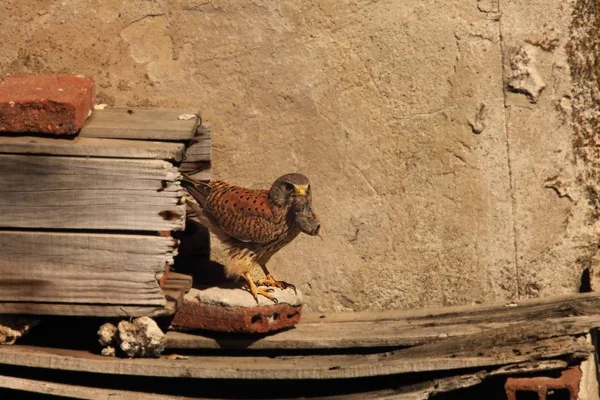 Pustynia zwyczajna (Falco tinnunculus) z myszą śmierci w pobliżu gniazda. — Zdjęcie stockowe