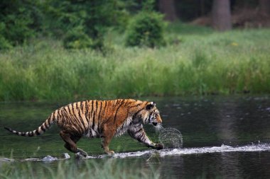 Sibirya kaplanı (Panthera tigris Dicle) veya Amur kaplanı (Panthera tigris altaica) ormanda suda yürür..