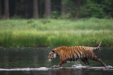 Sibirya kaplanı (Panthera tigris Dicle) veya Amur kaplanı (Panthera tigris altaica) ormanda suda yürür..