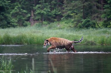 Sibirya kaplanı (Panthera tigris Dicle) veya Amur kaplanı (Panthera tigris altaica) ormanda suda yürür..