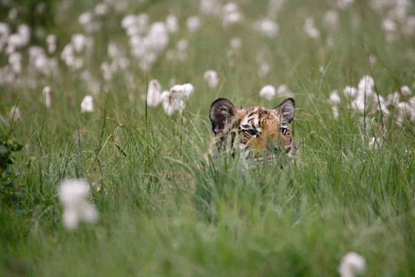 Tygrys syberyjski (Panthera tigris tigris) lub tygrys amurski (Panthera tigris altaica) na łąkach. — Zdjęcie stockowe