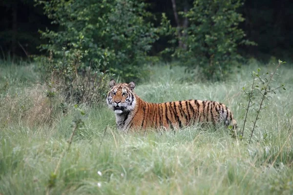 The Siberian tiger (Panthera tigris Tigris), or  Amur tiger (Panthera tigris altaica) in the grassland. — Stock Photo, Image