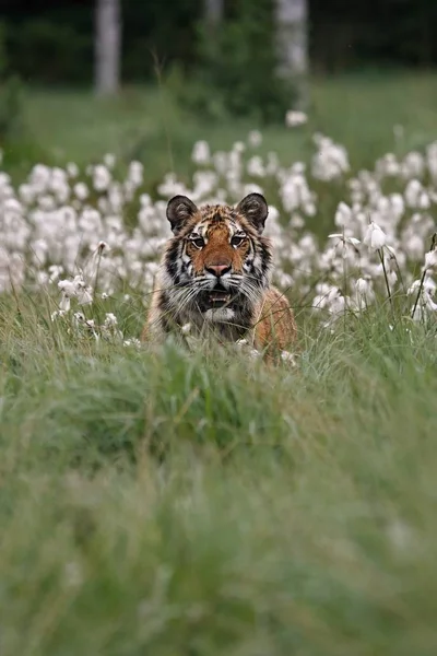 O tigre siberiano (Panthera tigris Tigris), ou tigre de Amur (Panthera tigris altaica) na pastagem . — Fotografia de Stock
