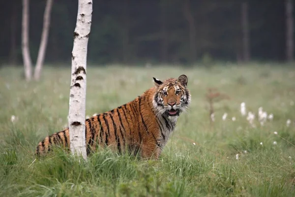 Der sibirische Tiger (panthera tigris tigris) oder der Amurtiger (panthera tigris altaica) im Grasland. — Stockfoto