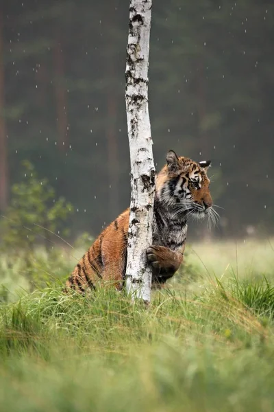 Tygrys syberyjski (Panthera tigris tigris) lub tygrys amurski (Panthera tigris altaica) na łąkach. — Zdjęcie stockowe