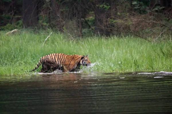 The Siberian tiger (Panthera tigris Tigris), or  Amur tiger (Panthera tigris altaica) in the forest walking in a water. — Stock Photo, Image