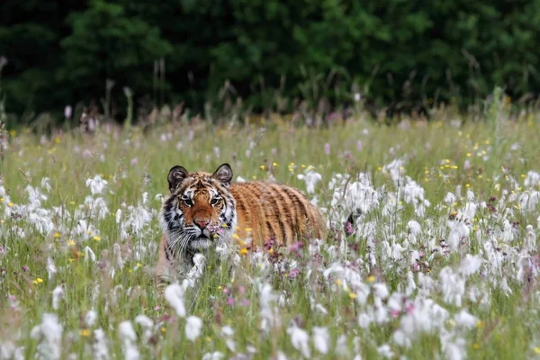 The Siberian tiger (Panthera tigris Tigris), or  Amur tiger (Panthera tigris altaica) in the grassland. — Stock Photo, Image