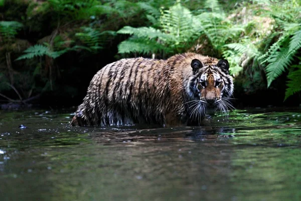 Le tigre de Sibérie (Panthera tigris Tigris), ou tigre d'Amour (Panthera tigris altaica) dans la forêt marchant dans une rivière . — Photo