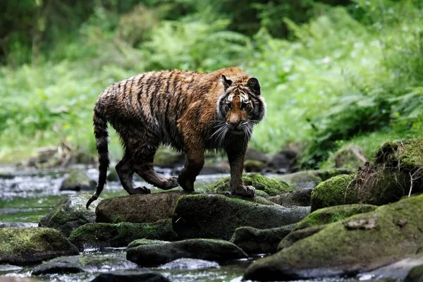 O tigre siberiano (Panthera tigris Tigris), ou tigre de Amur (Panthera tigris altaica) na floresta caminhando em um rio . — Fotografia de Stock