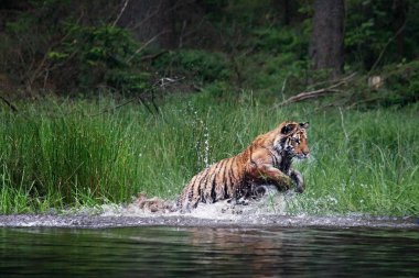 Sibirya kaplanı (Panthera tigris Dicle) veya Amur kaplanı (Panthera tigris altaica) ormanda suda yürür..
