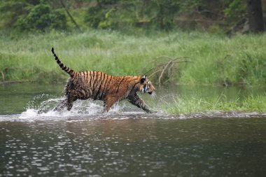 Sibirya kaplanı (Panthera tigris Dicle) veya Amur kaplanı (Panthera tigris altaica) ormanda suda yürür..