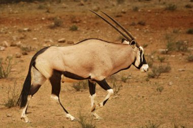 Kalahari çölünde kumların üzerinde duran mücevher veya mücevher geyiği (Oryx gazella).