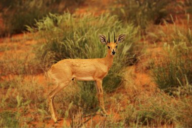 Steenbok (Raphicerus campestris) çalılıklarda akşam güneşinde yeşil arka planda yürür. Steebook çayırda kalıyor.